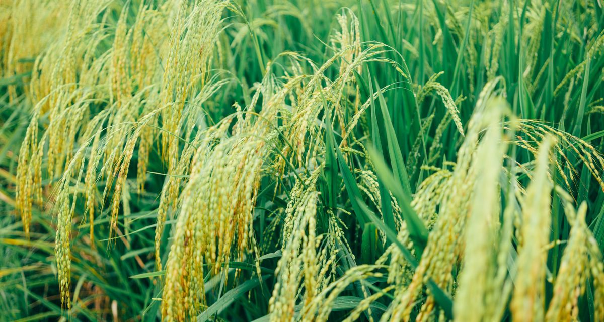 Tokenisation agricole et traçabilité on-chain
